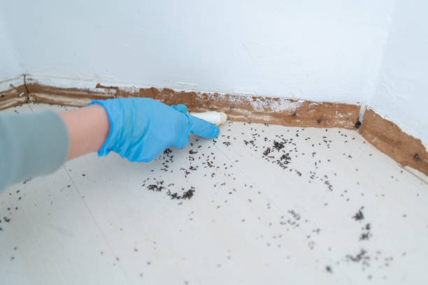 Best Ant Control Services  in Buhler, KS